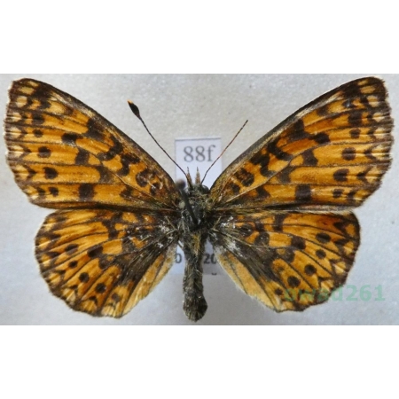 Boloria selene (Denis & Schiffermüller, 1775) Dostojka selene Czech88f
